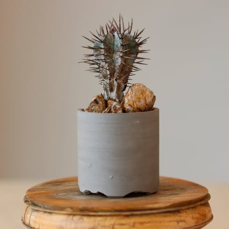 Euphorbia horrida × N/OH (2.5号)  no.11８/16