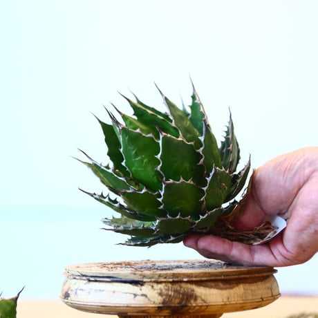 Agave horrida / Style of Chika   no.1015/81