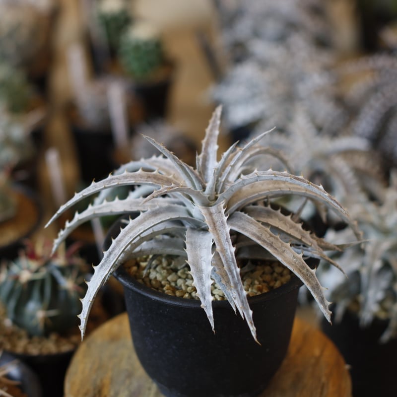 Dyckia 'Fujiyama' x incana (4号鉢) no.1226/41 |