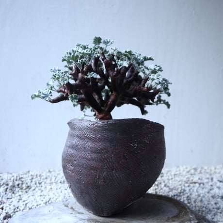 ペラルゴニム    ミラビレ　Pelargonium mirabile  　no.122201