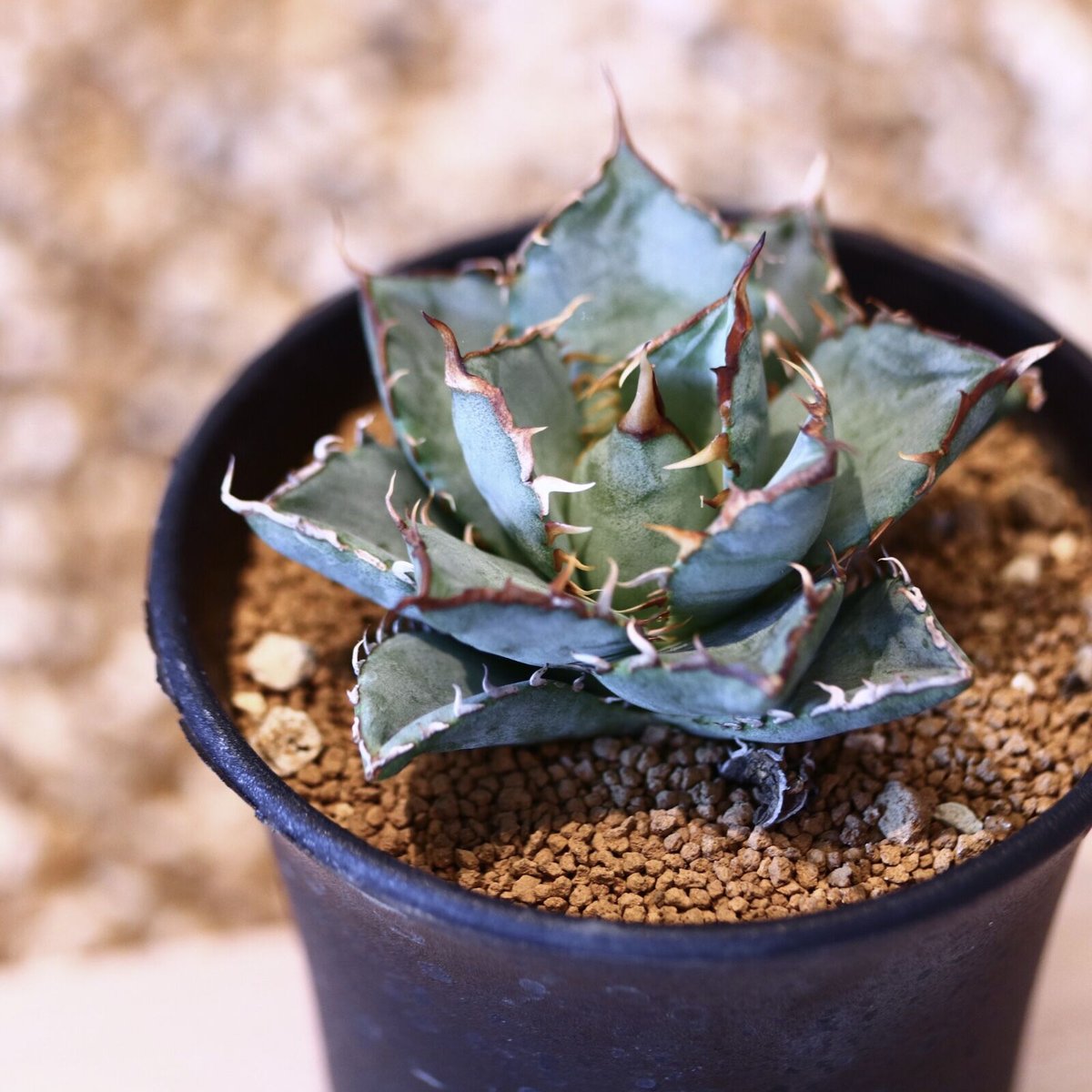 アガベ チタノタ フィリグリー［agave titanota filigree］ アガベ チタノタ フィリグリー / Agave titanota 