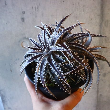 Dyckia (Arizona × choristaminea) × (Brittle Star × Bill paylen) Bill Baker hybrid     014