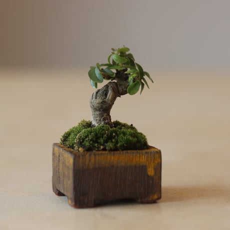 イボタ / YOSHIZAWA3-SHOHINBONSAI   no.223-7