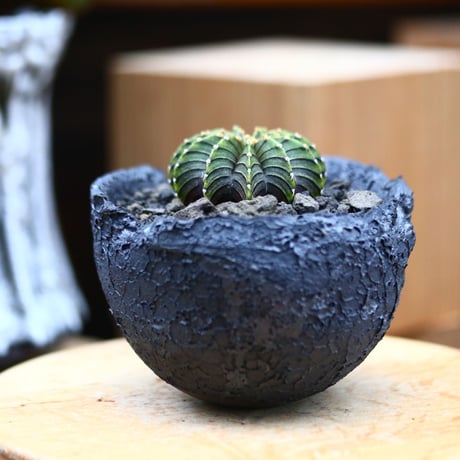 ギムノカリキウム   フィードリッフィーLB2178／Gymnocalycium friedrichii    no.40379