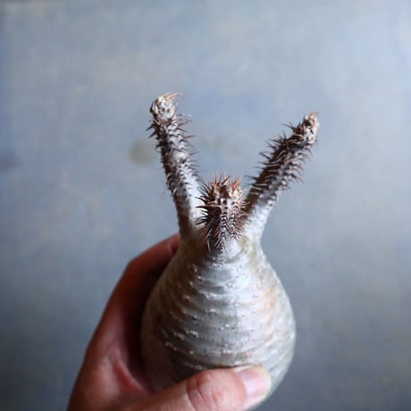 パキポディウム グラキリス   Pachypodium rosulatum var. gracilius no.110337