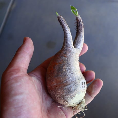 パキポディウム グラキリス 抜苗  Pachypodium rosulatum var. gracilius no.100633