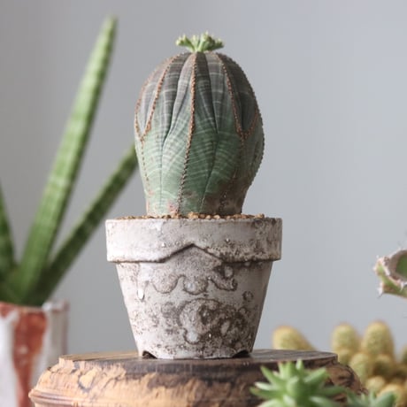 Euphorbia obesa♂ × YAMABACHI var. takero pot  no.51909