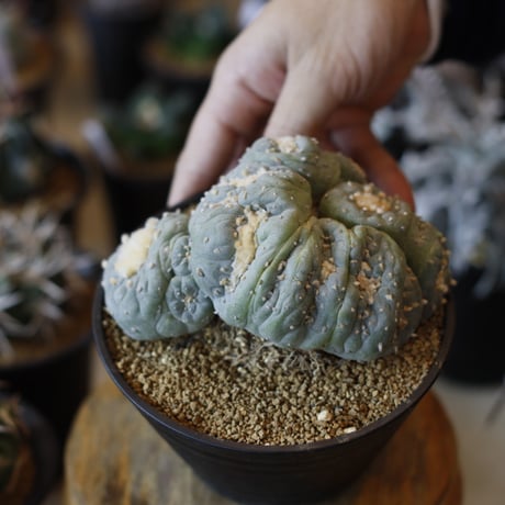 Lophophora williamsii v. decipiens f. monst. / 銀冠玉モンスト(5号)  no.1226/11