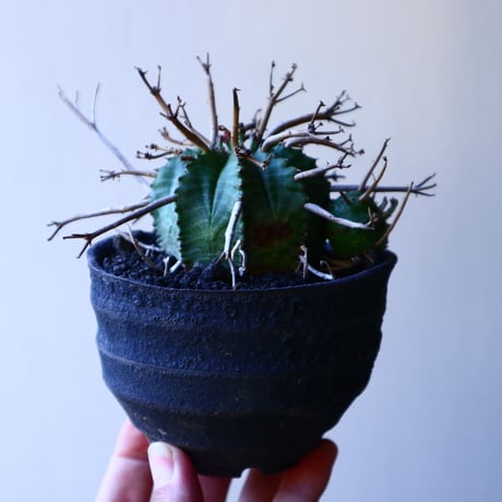 ユーフォルビア  バリダ    Euphorbia valida     no.32214