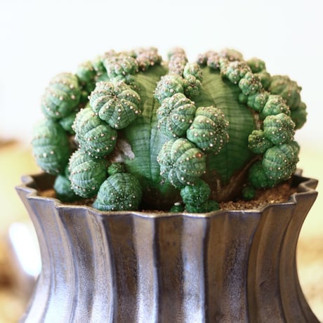 ユーフォルビア  仔吹きシンメトリカ / Euphorbia  symmetrica   no.52124