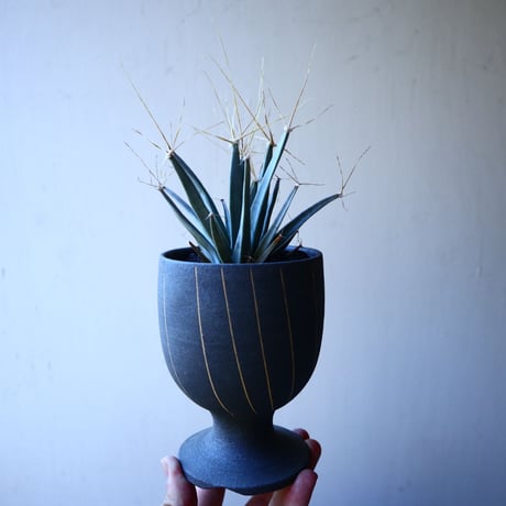 レウクテンベルギア  晃山    Leuchtenbergia principis  no.30104