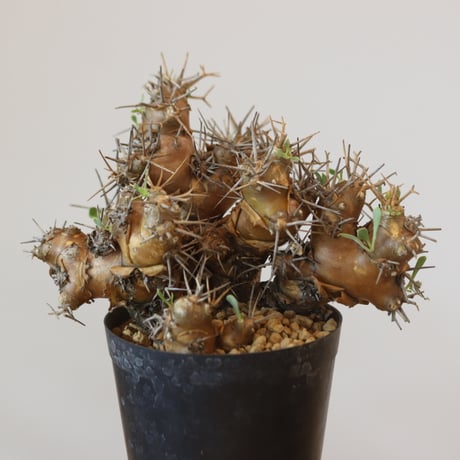 Othonna euphorbioides   no.921-9