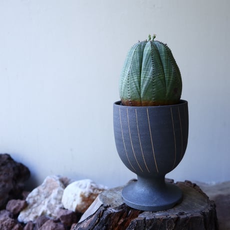 ユーフォルビア  オベサ ♀　 Euphorbia obesa　no.51925