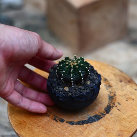 ギムノカリキウム   フィードリッフィーLB2178／Gymnocalycium friedrichii    no.91942