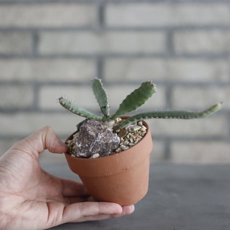 Euphorbia opuntioides (オプンチオイデス) / Angola / T.W. × YAMABACHI (3号) no.329/18