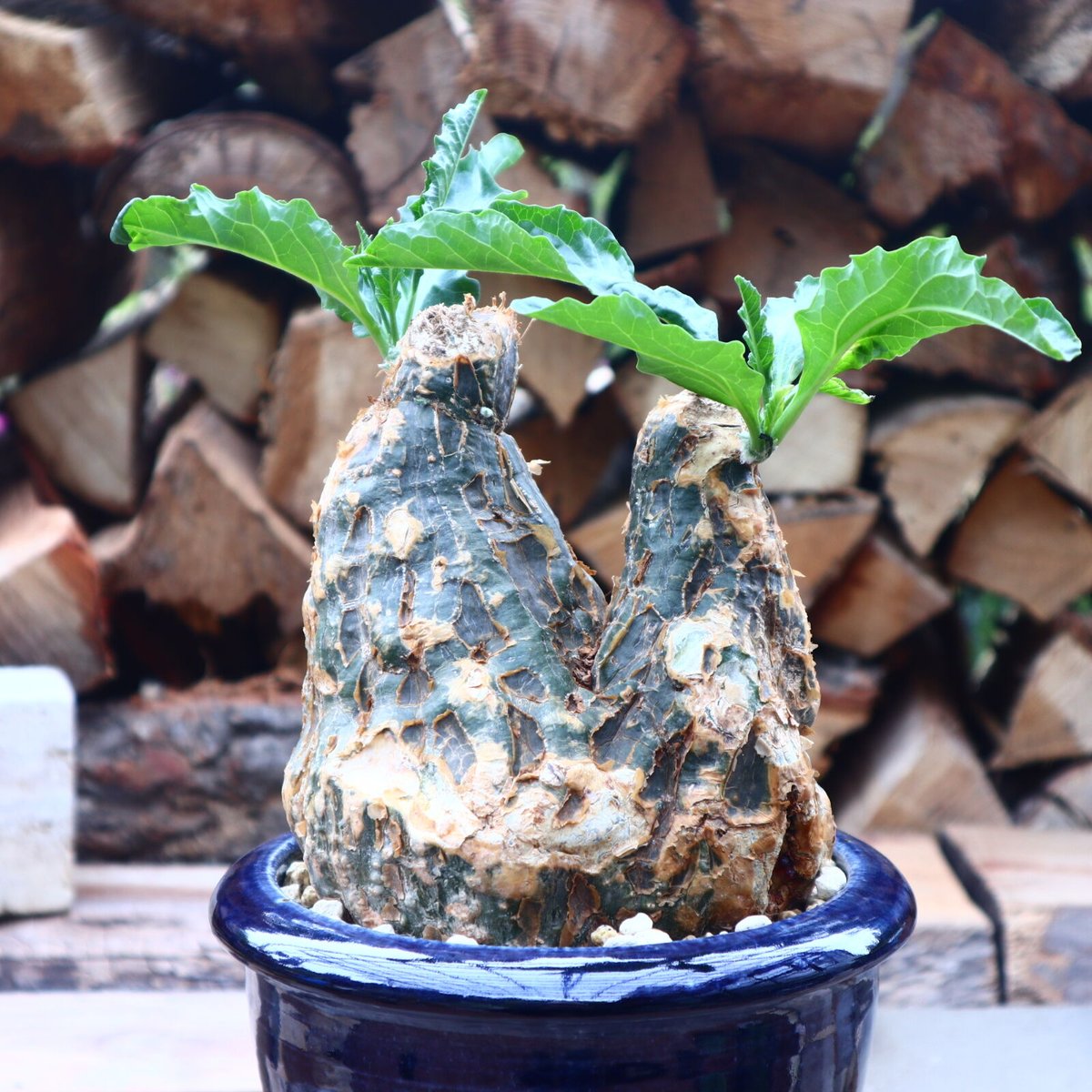 希少種　ケファロペンタンドラ エキローサ fit=scale-down,w=1200