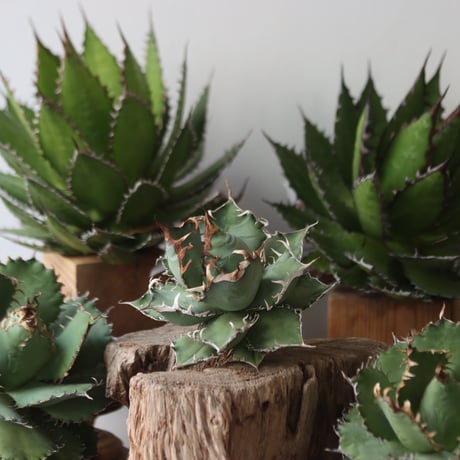 U.S. personal collection titanota (Agave titanota) / Style of Chika　no.1206-30