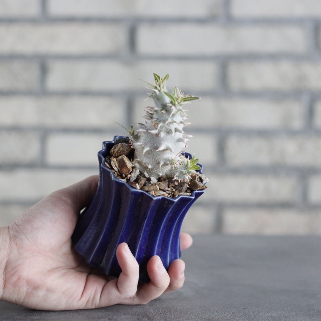 Pachypodium Densicaule (恵比寿大黒) × soso (3号) no.