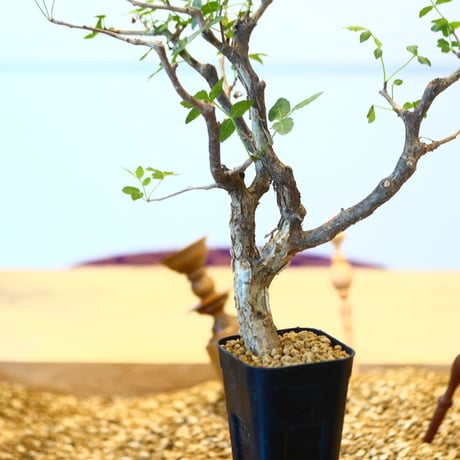 ブルセラ ファガロイデス / Bursera fagaroides   no.62520