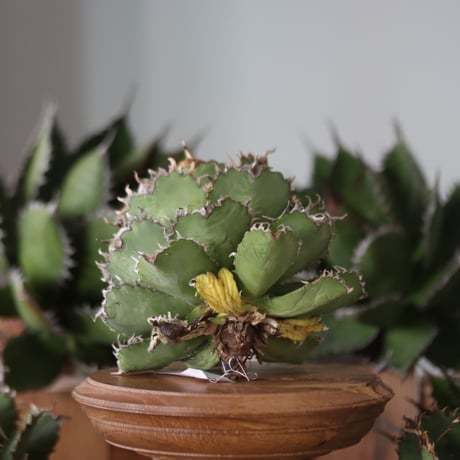U.S. filigree (Agave titanota filigree) / Style of Chika　no.1130-6