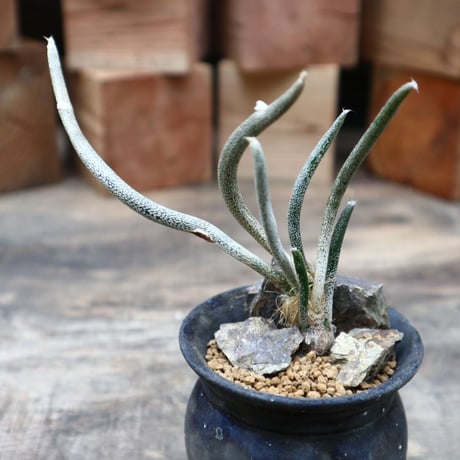 アストロフィツム カプト メデューサ (台付き)／Astrophytum caputmedusae   no.91827