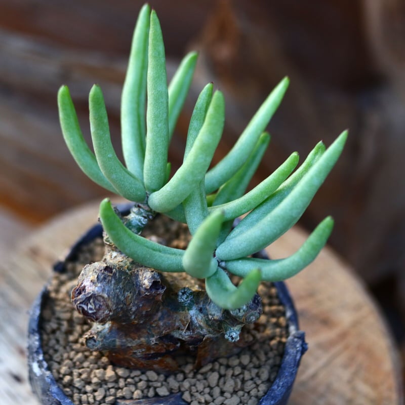 w*n様 チレコドン　ペアルソニー　白象 チレコドン ペアルソニー 白象 / Tylecodon pearsonii / 発根