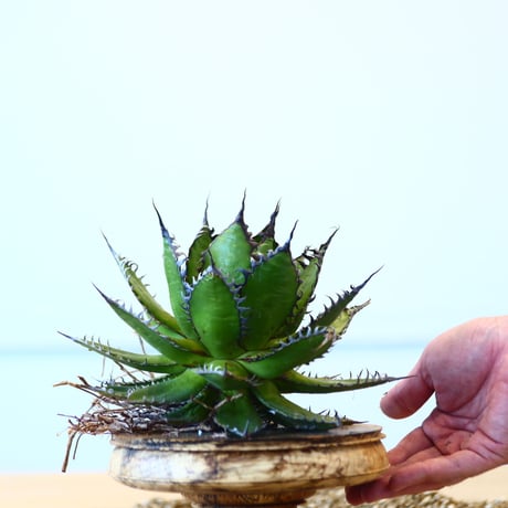 Agave horrida / Style of Chika   no.1015/9