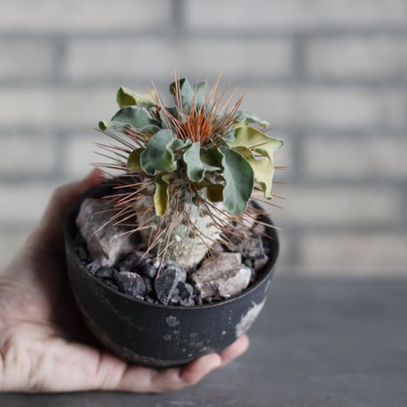 Pachypodium namaquanum (光堂)  × 陶器鉢 (4号)  no.524/14