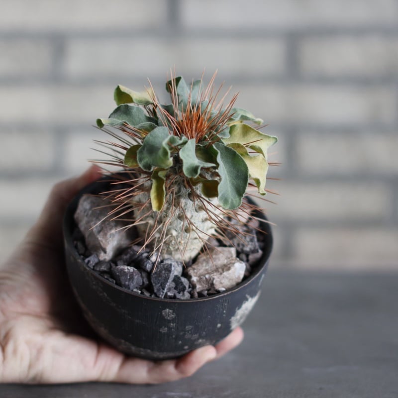 Pachypodium namaquanum (光堂) × 陶器鉢 (4号) no.524