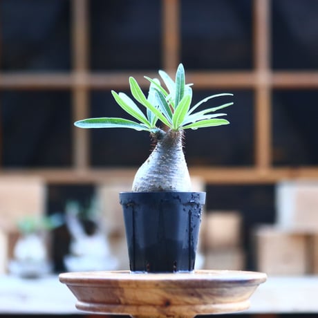 パキポディウム  グラキリス ／Pachypodium  gracilius     no.101706