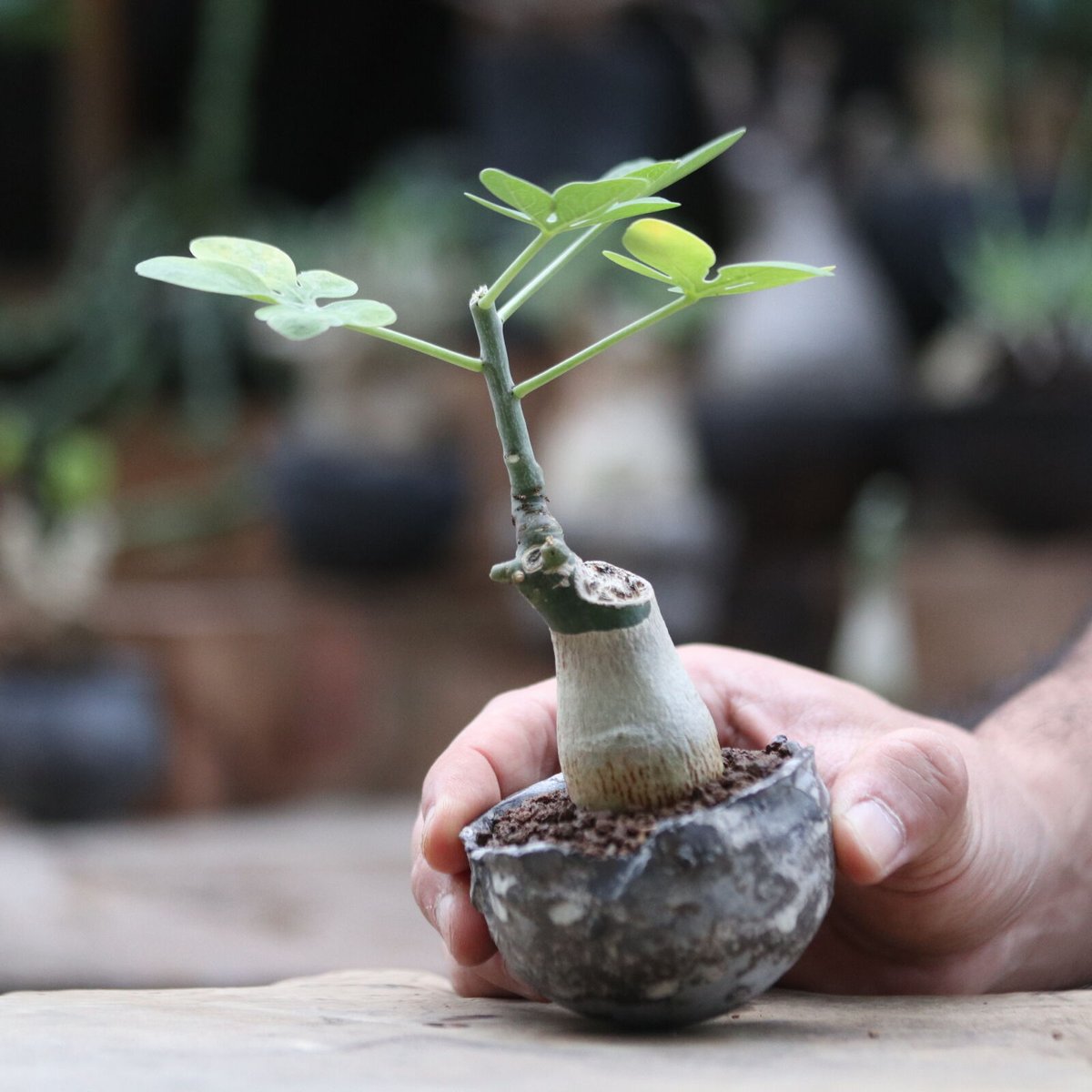 アデニア グラウカ／Adenia glauca no.103062 | 芽の巣山