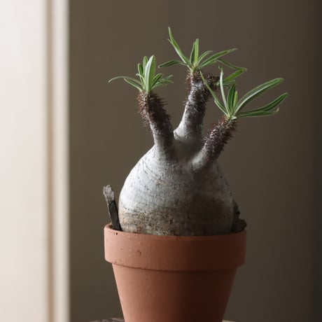 Pachypodium gracilius × YAMABACHI var. N/OH  no.905-30