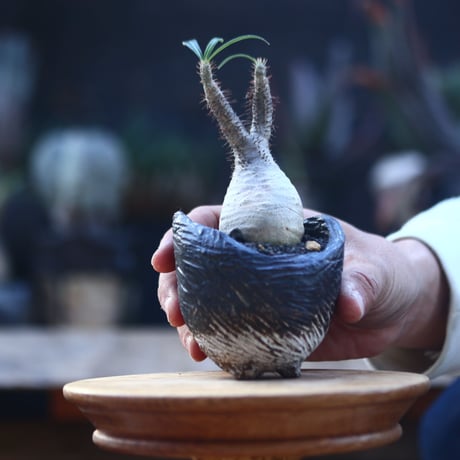 パキポディウム  グラキリス   Pachypodium  gracilius       no.22826