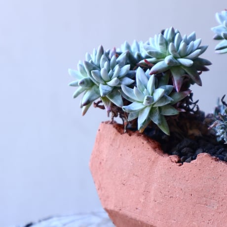 ダドレア グリーニー Dudleya greenei  no.11906