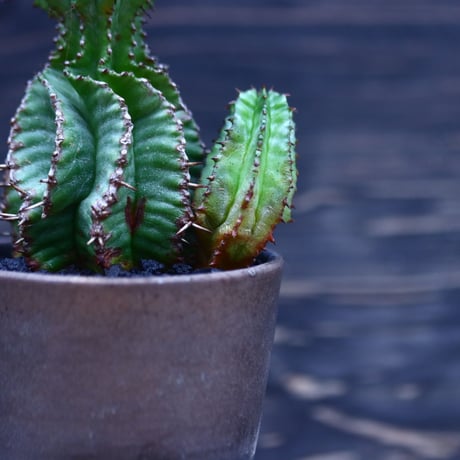 ユーフォルビア  ホリダ     Euphorbia  horrida     no.30703