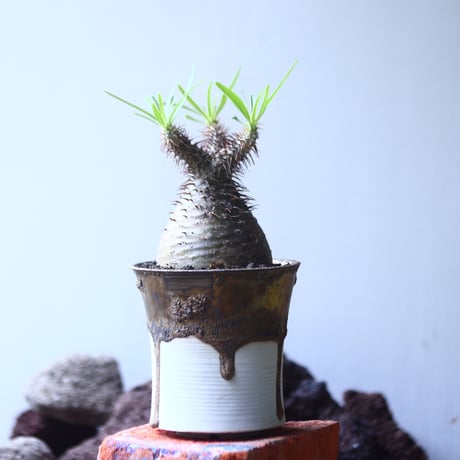 パキポディウム グラキリス   Pachypodium rosulatum var. gracilius no.53108