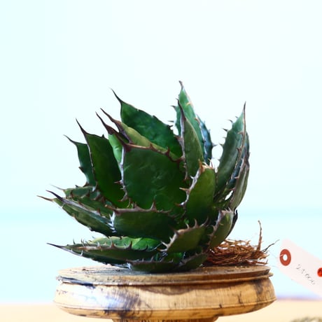Agave horrida / Style of Chika   no.1015/39