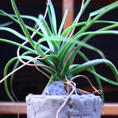 アロエアルビダ ／Aloe albida   no.1226102
