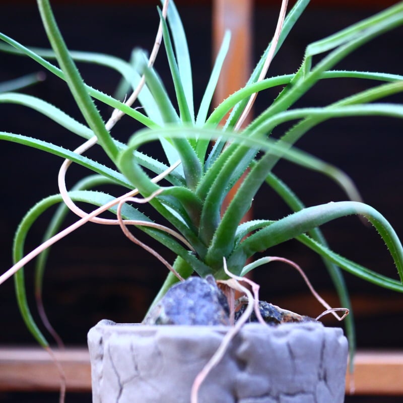 Aloe albida no.1226102 |