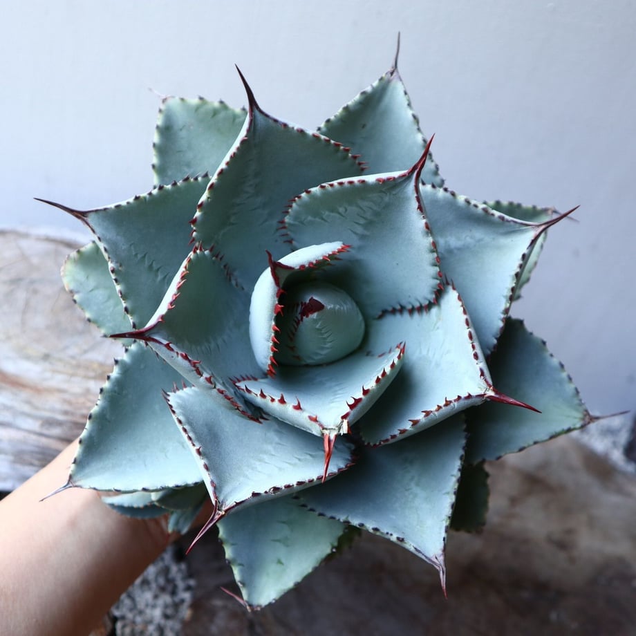5dc7b1996379446ba18a631b