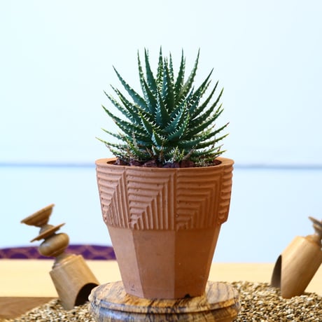 NOH × Aloe hyb. erinacea×pratensis   no.61853