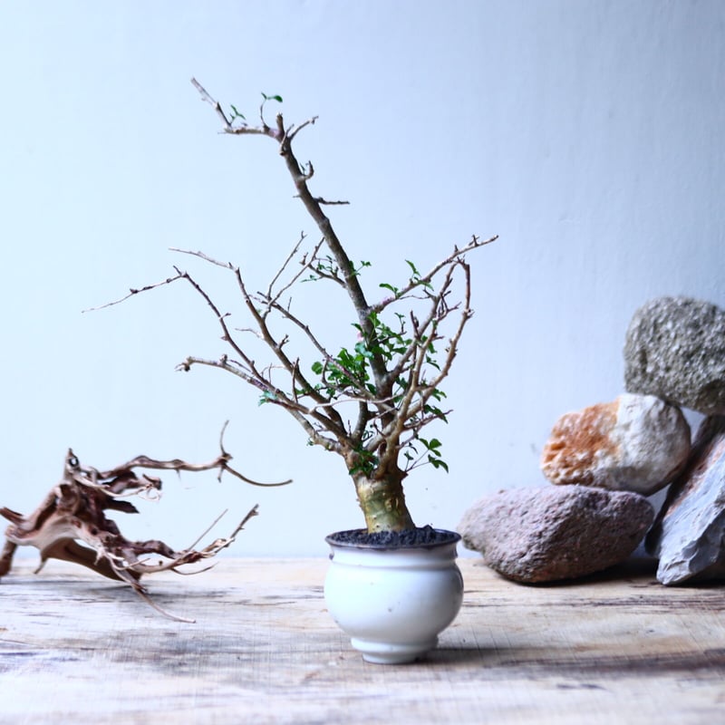 コミフォラ フンベルティ commiphora humbertii no.92717 |