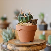 たけろうポット / ちぎり/ 白サビ / L no.211-58 | 芽の巣山