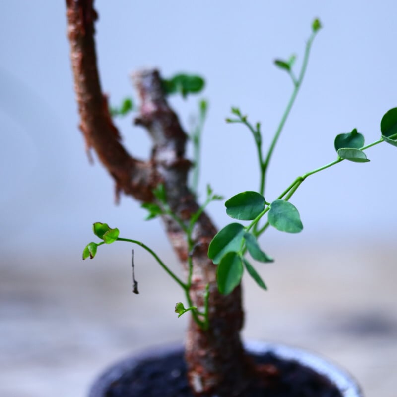 デロニクス プミラ Delonix pumila no.101826 | 芽の巣山