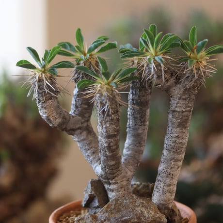 Euphorbia guillauminiana × YAMABACHI  no.81886