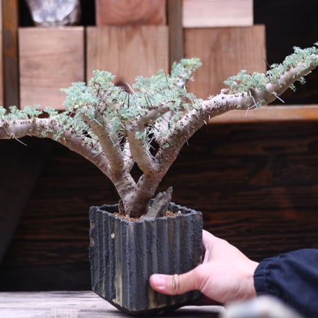 サルコカウロン ヘレー／Sarcocaulon herrei    no.20592