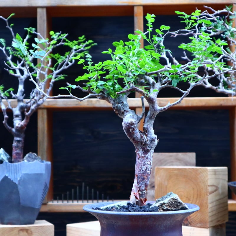 コミフォラ モンストローサ Commiphora monstrosa no.81540...