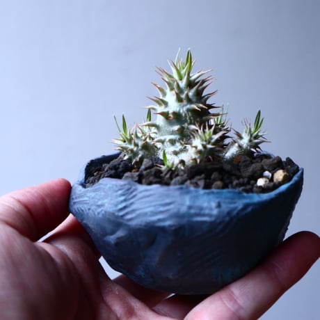パキポディウム グラキリス   実生　Pachypodium rosulatum var. gracilius no.32911