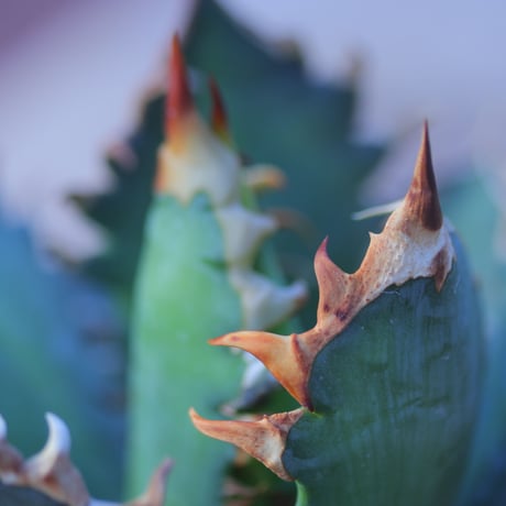 アガベ  レッドキャットウィールズ  Agave titanota"Red Catweezle”    no.20742-1