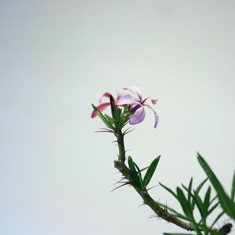 パキポディウム サキュレンタム  / Pachypodium Succulentum  no.51429